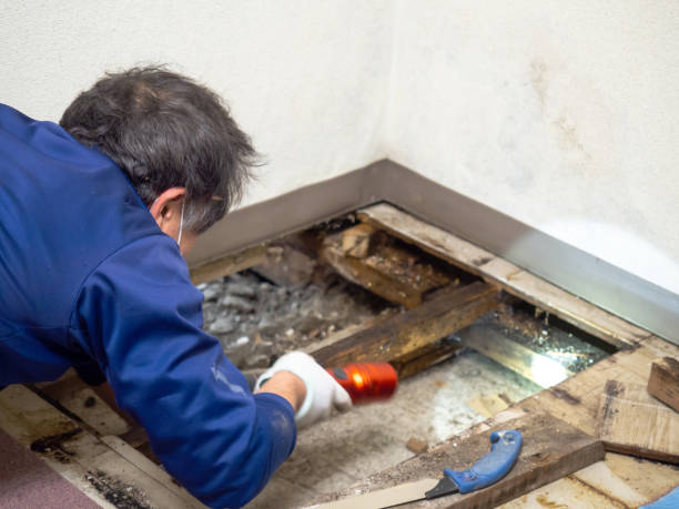 Best Mold Testing and Removal  in Chandler, OK