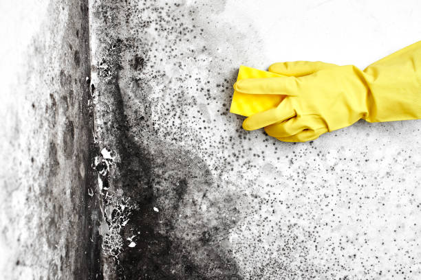 Best Emergency Mold Removal  in Chandler, OK