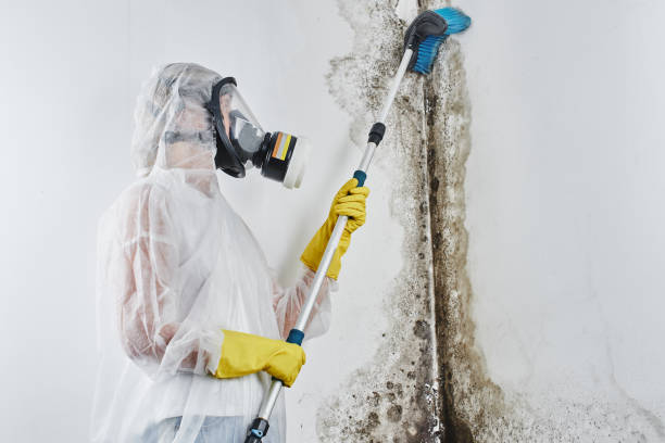 Best Mold Damage Repair  in Chandler, OK