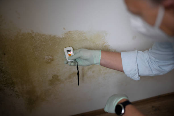 Best Best Mold Removal Companies  in Chandler, OK