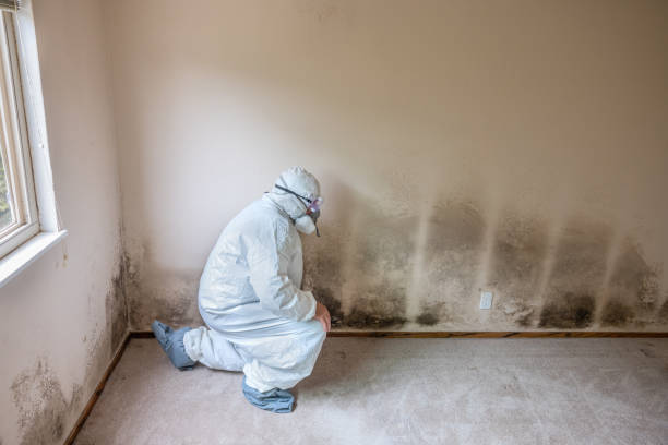 Best Affordable Mold Removal  in Chandler, OK