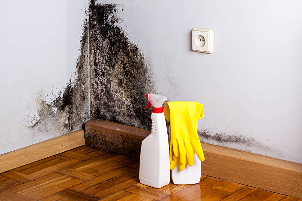 Best Mold Remediation Experts  in Chandler, OK