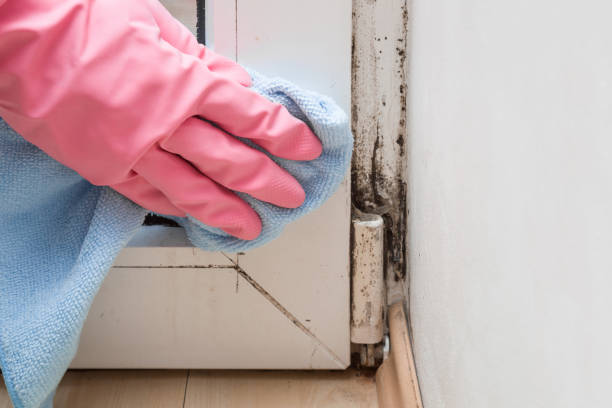 Reliable Chandler, OK Mold Removal Solutions