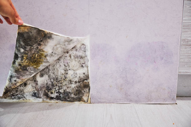 Best Same-Day Mold Removal  in Chandler, OK